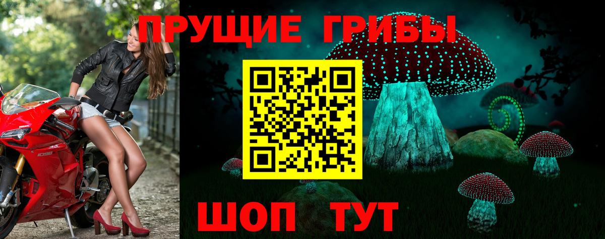 Галлюциногенные грибы Psilocybe Нефтекумск